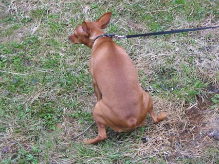 IMG_1572_PinchyFaPipi