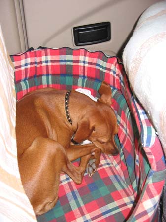 107_0731_PinchyNellaCucciaInAuto