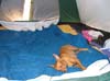 107_0753_PinchyInTenda